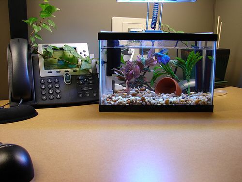 What is the best way to set up a 2.5-gallon fish tank?