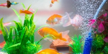 Best Aquarium LED lights for your Aquarium