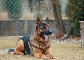 India must act soon to eliminate human rabies caused by dogs