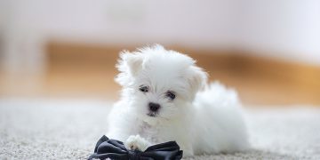 Maltese Puppy - Why you should opt for it?