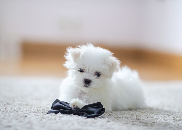 Maltese Puppy - Why you should opt for it?