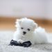 Maltese Puppy - Why you should opt for it?