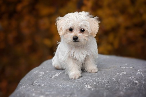 Maltese Puppy- The Puppy Cut