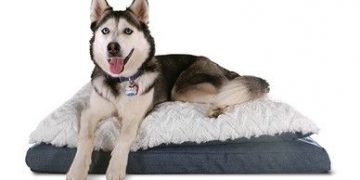 Best Extra Large Dog Beds for Big Dogs