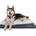 Best Extra Large Dog Beds for Big Dogs