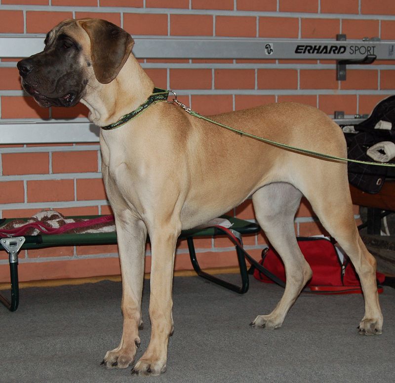 dog breeds in India - Great Dane