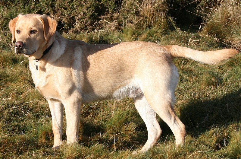 dog breeds in India - Labrador Retriever