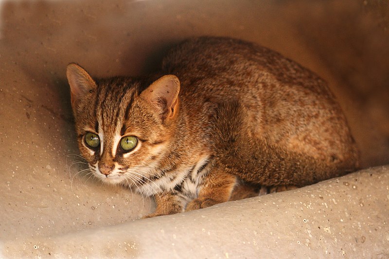 cat price in India - Spotted cat