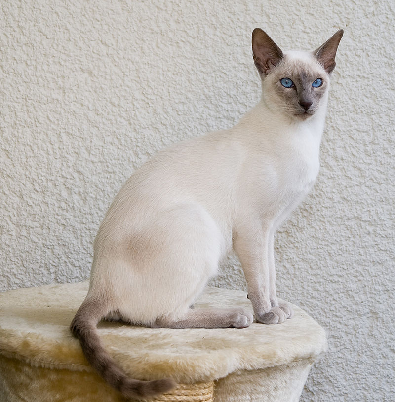 cat price in India - Siamese Cat