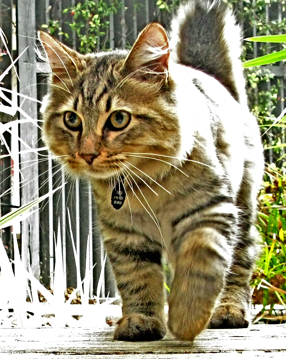 American Bobtail