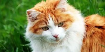 Best Cat Breed to keep as Pets in India-Cat price in India