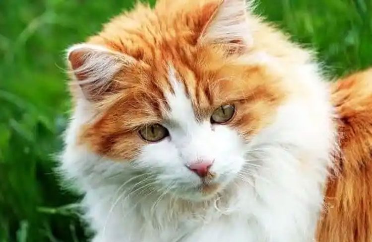 Best Cat Breed to keep as Pets in India-Cat price in India