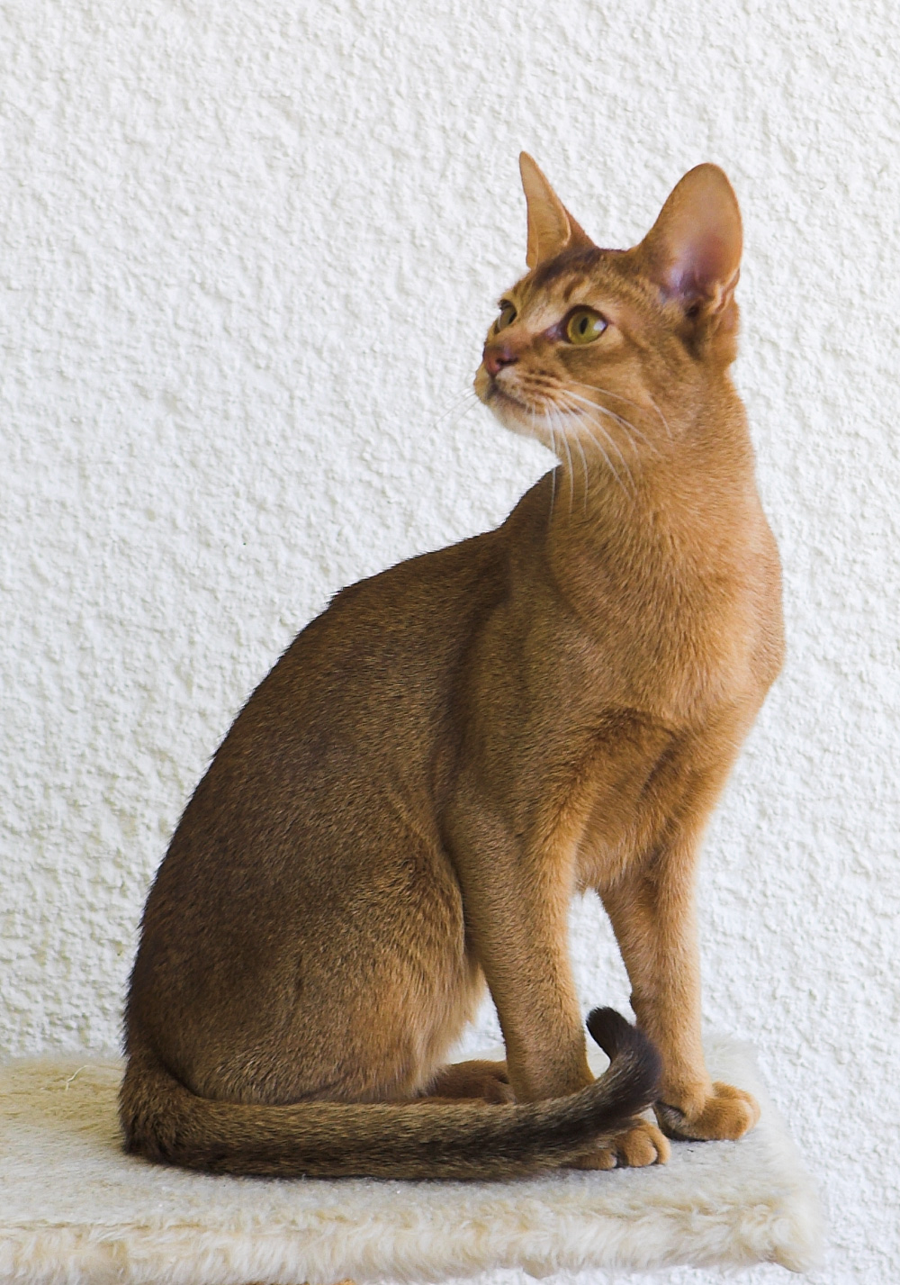 cat price in India - Abyssinian Cat