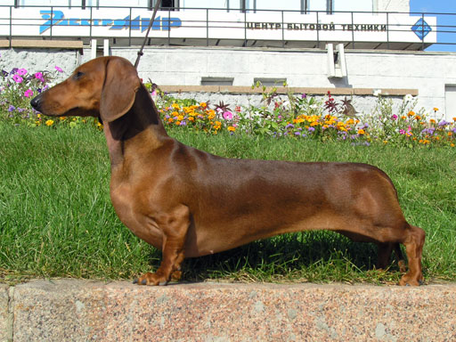 dog breeds in India - Dachshund
