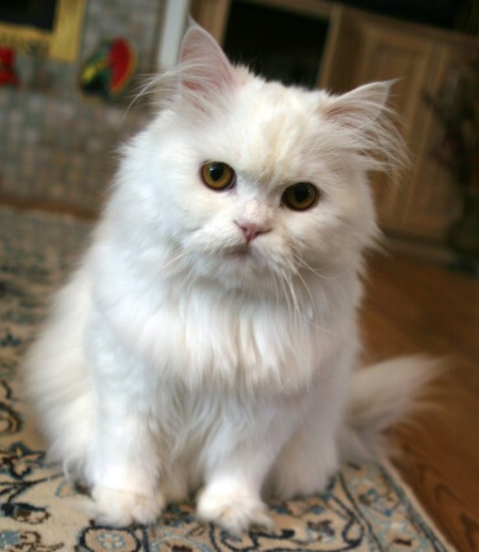 cat price in India - Persian Cat