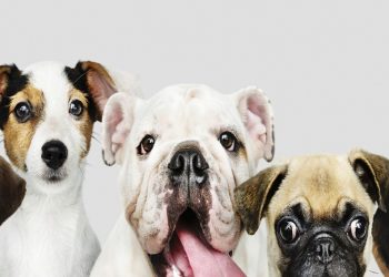 Best Dog Breeds in India - Price, Lifespan & More