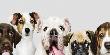 Best Dog Breeds in India - Price, Lifespan & More