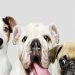 Best Dog Breeds in India - Price, Lifespan & More