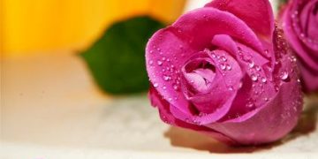 Best Good Morning Couple Images | Good Morning Images for your Special Someone