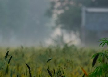 Punjab CM Charanjit Singh Channi launches projects worth Rs 100 crore in Kharar, Morinda