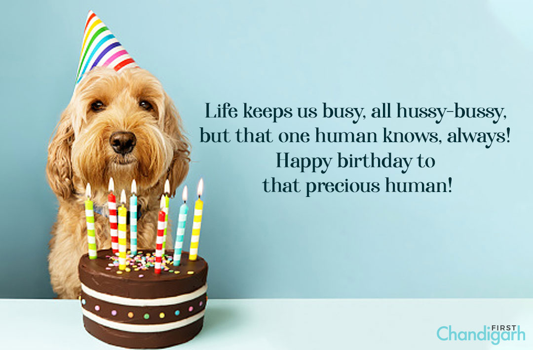 dog wishing happy birthday to precious human