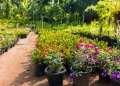 Role of Nurseries in Horticulture Development