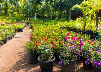 Role of Nurseries in Horticulture Development