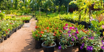 Role of Nurseries in Horticulture Development