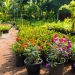 Role of Nurseries in Horticulture Development